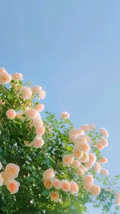 《浮沉十年，又见新月》初完结篇最终篇章（贺明宜,江辞）全文畅享阅读无阻碍​